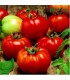 Seminte tomate bulgaresti Rila F1