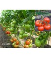 Seminte de tomate extratimpurii Gravitet F1 500 SEM crestere semideterminata