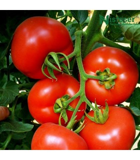 Seminte tomate SANDOLINE F1